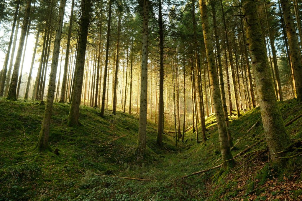 Ein Wald voller hoher Bäume