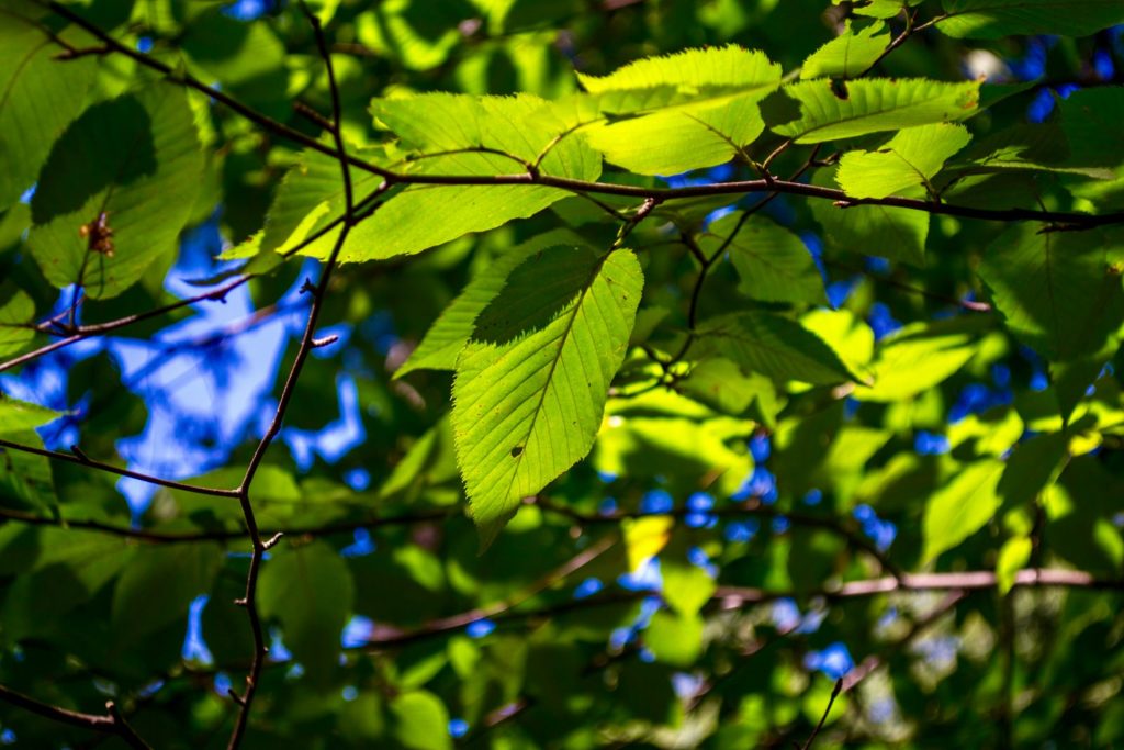green leaves in tilt shift lens