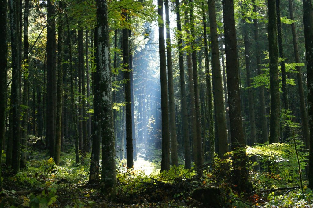 ein Wald voller hoher Bäume
